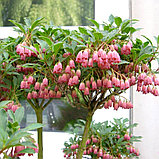 Энкиантус колокольчатый (Enkianthus campanulatus), С5, фото 3