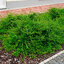 Жимолость блестящая "Элегант" (Elegant), Р9