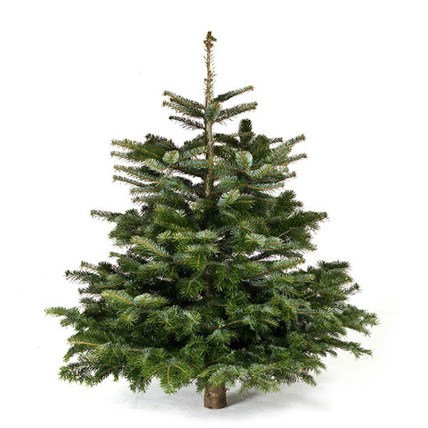 Пихта Нордмана 150-175 см (Premium, Датская новогодняя елка) живая, срезанная - фото 1 - id-p220785110