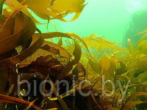 Ламинария (морская капуста) естественной сушки "FITFORCE", 100г 1/25, фото 2