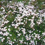 Роза миниатюрная "Нозоми" (Nozomi), С5, фото 2