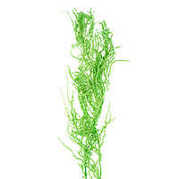 Сухие цветы амаранта , 100 гр, размер листа от 50 до 60 см, цвет зеленый
