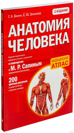 Анатомия человека, фото 2