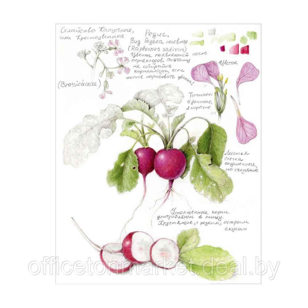 Книга "Ботаническая иллюстрация с удовольствием. Пошаговое руководство по изображению цветов, листьев, плодов - фото 4 - id-p220909793