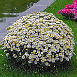 Хризантема мультифлора (бело- желтая) №6 , С3, фото 2