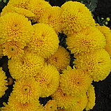 Хризантема мультифлора (желтая) №3, С3, фото 2