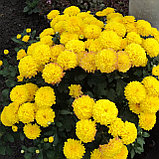 Хризантема мультифлора (желтая) №3, С3, фото 3