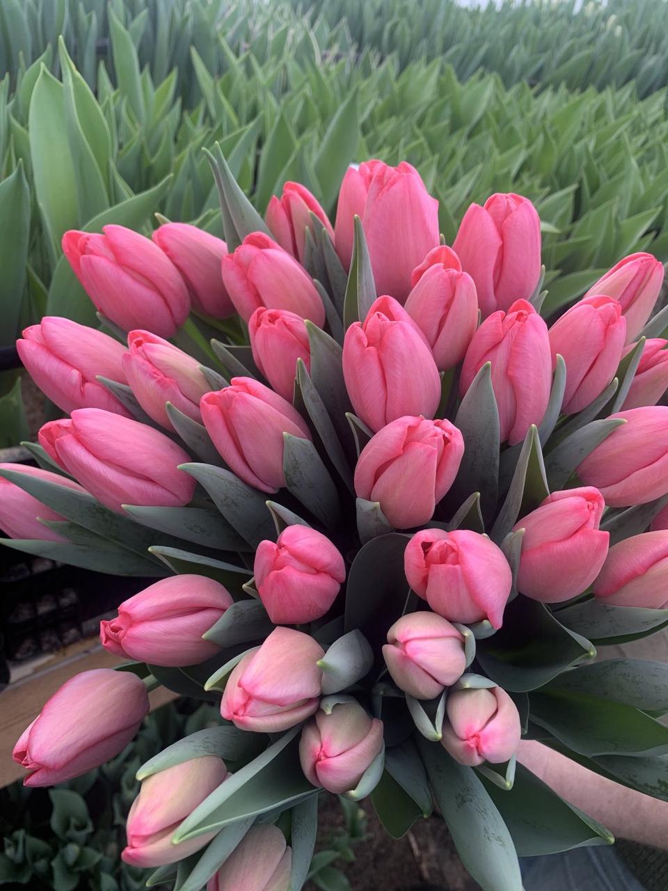Букеты тюльпанов - фото 3 - id-p74283396