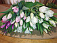 Букеты тюльпанов, фото 9