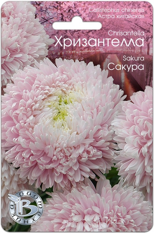 Астра китайская Хризантелла "Сакура", 30 шт. "Биотехника", РФ - фото 1 - id-p220946116