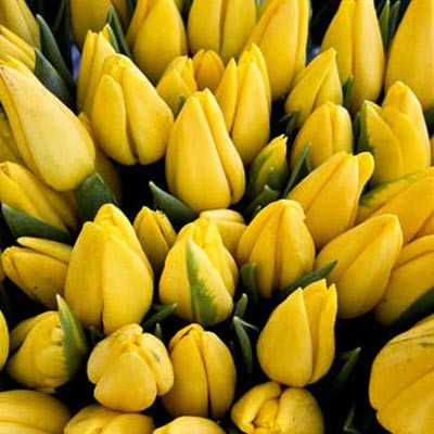 Луковицы тюльпанов Strong Gold - фото 2 - id-p1310955