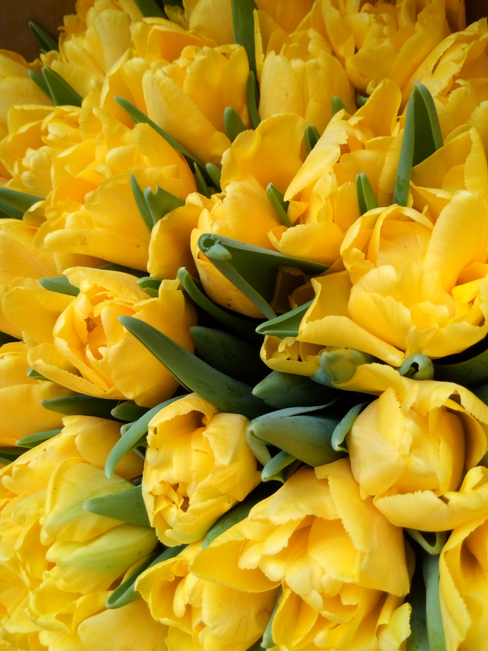 Луковицы тюльпанов Strong Gold - фото 7 - id-p1310955