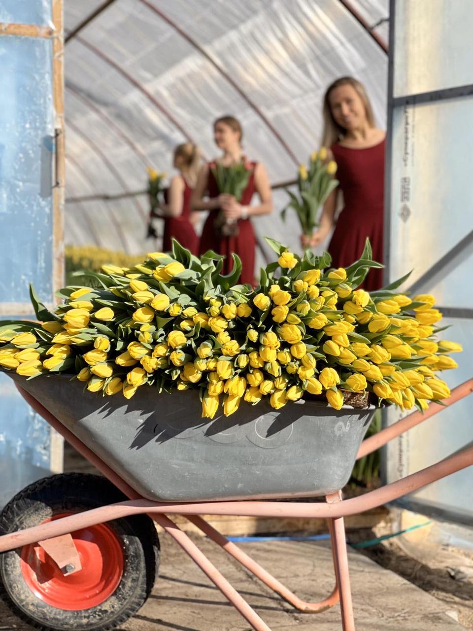Желтые тюльпаны - фото 1 - id-p220947136