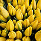 Желтые тюльпаны, фото 2