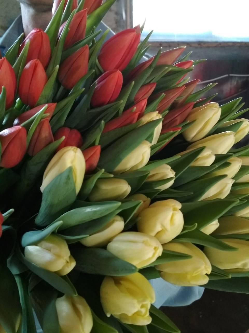 Желтые тюльпаны - фото 9 - id-p220947136