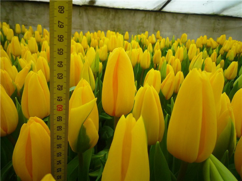 Желтые тюльпаны - фото 10 - id-p220947136