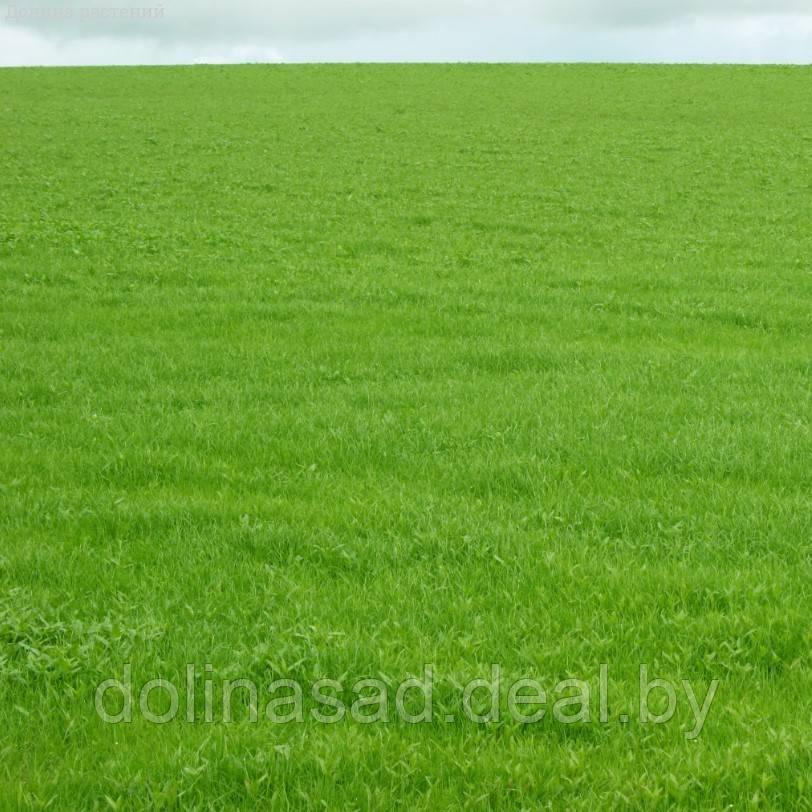 Агрофирма Поиск Газонная трава Реквием, 500 гр
