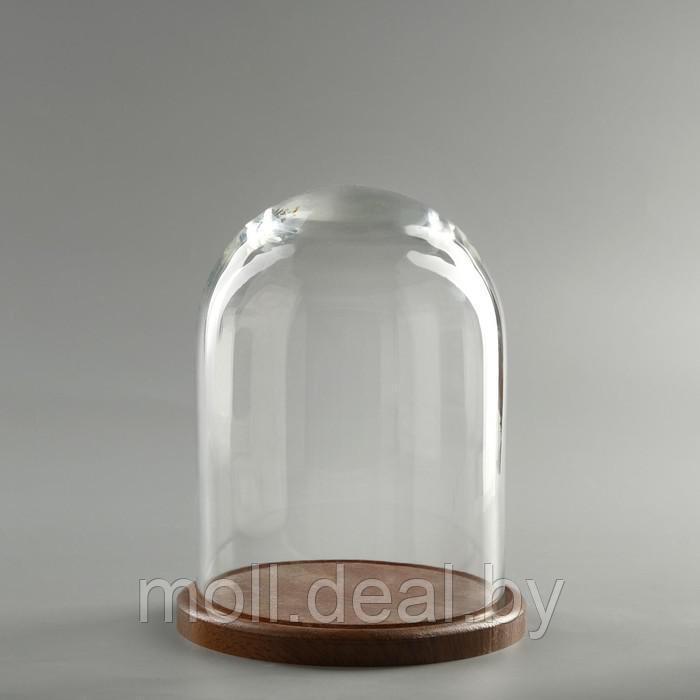 Стеклянный купол-клош на деревянной подставке "Венсан - 1", 20х15 см, коричневый - фото 3 - id-p220797239