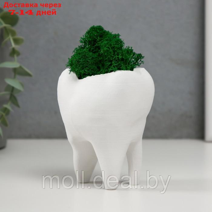 Кашпо бетонное "Зуб" со мхом белый 7,5х6,5х9,5 см (мох зеленый стабилизированный) - фото 3 - id-p220928121