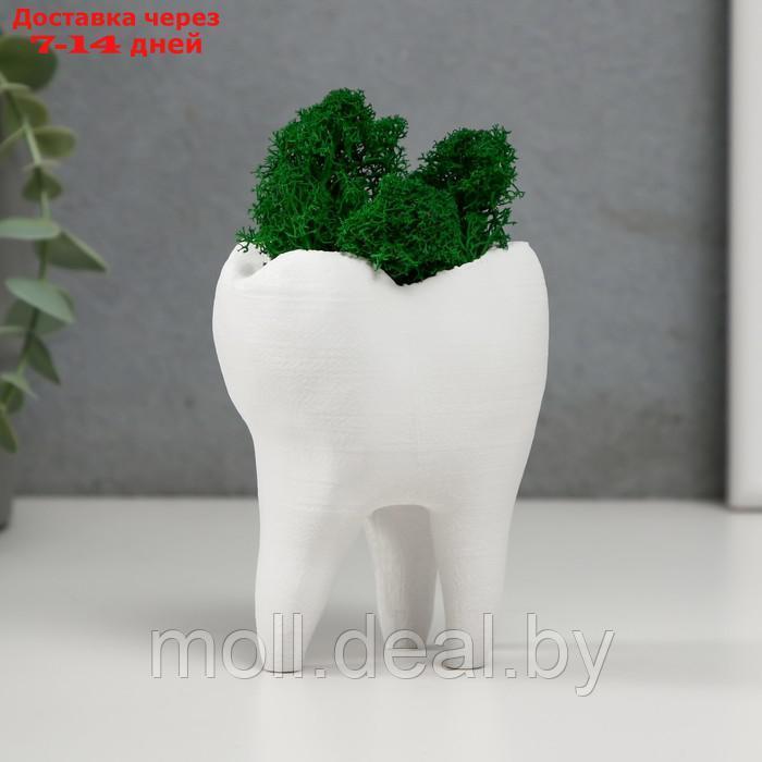 Кашпо бетонное "Зуб" со мхом белый 7,5х6,5х9,5 см (мох зеленый стабилизированный) - фото 4 - id-p220928121
