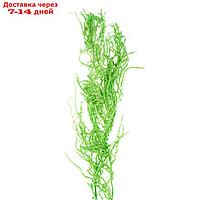 Сухие цветы амаранта , 100 гр, размер листа от 50 до 60 см, цвет зеленый