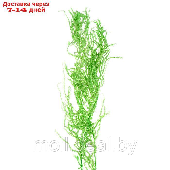 Сухие цветы амаранта , 100 гр, размер листа от 50 до 60 см, цвет зеленый - фото 1 - id-p220929392