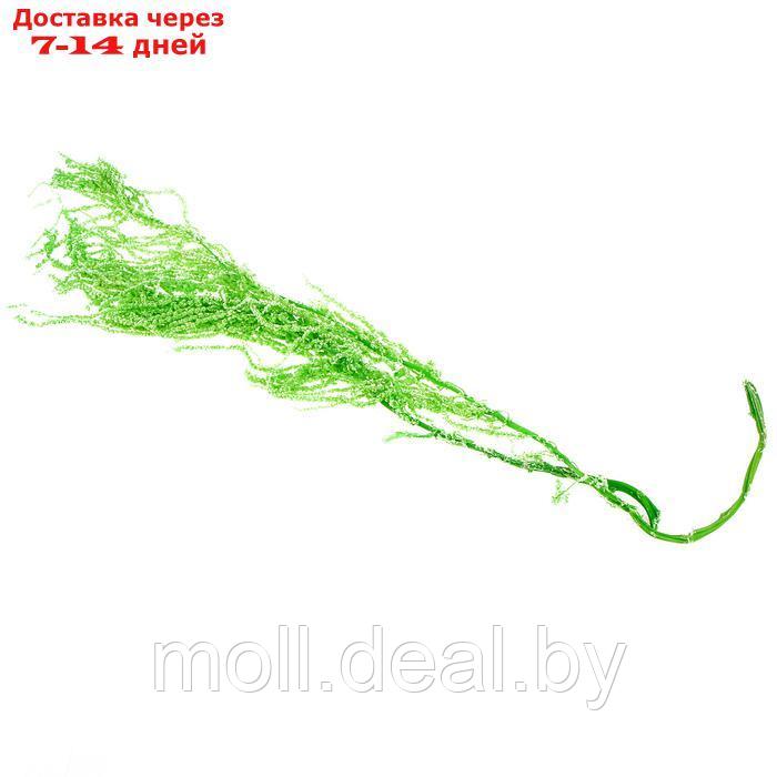 Сухие цветы амаранта , 100 гр, размер листа от 50 до 60 см, цвет зеленый - фото 2 - id-p220929392