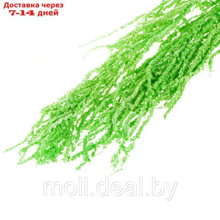 Сухие цветы амаранта , 100 гр, размер листа от 50 до 60 см, цвет зеленый - фото 3 - id-p220929392