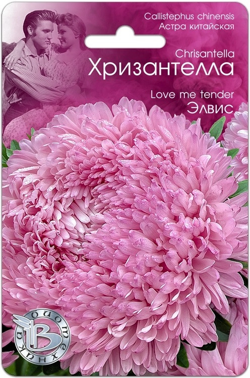 Астра китайская Хризантелла "Элвис", 30 шт. "Биотехника", РФ - фото 1 - id-p220973208