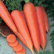 Морковь "Вита Лонга", Голландия (0,5 гр)
