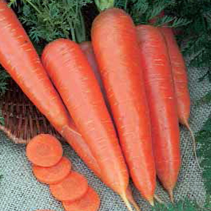 Морковь "Вита Лонга", Голландия (0,5 гр) - фото 1 - id-p220975725