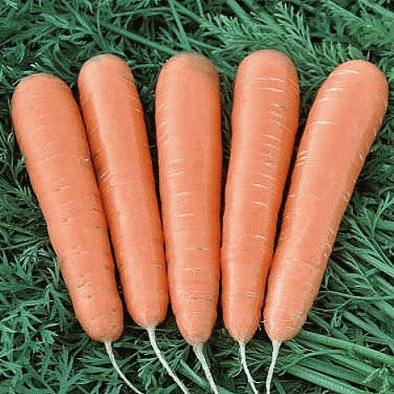 Морковь столовая "Норвич" F1, Голландия (0,3 г) - фото 1 - id-p220975908