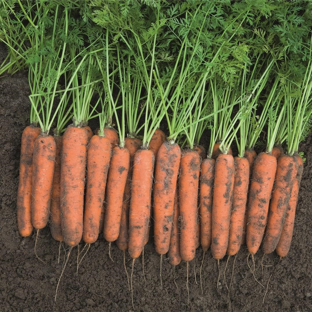 Морковь столовая "Норвич" F1, Голландия (0,3 г) - фото 2 - id-p220975908