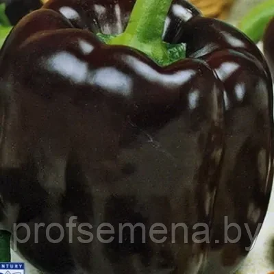 Перец сладкий Чернобровка, семена, 0,2гр., (аэ) - фото 1 - id-p221168102