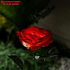 Фонарь садовый на солнечной батарее "Роза розовая" 75 см, 1 LED, БЕЛЫЙ, фото 4