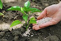 Как вырастить качественную рассаду, получить из неё хороший и экологичный урожай, и при этом снизить расходы на удобрения?