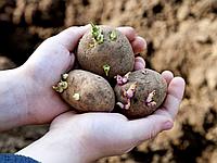 Подготовка картофеля к посадке весной: просто и результативно.