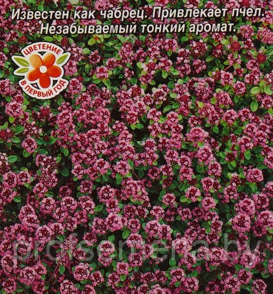Тимьян Ароматный ковер, семена, 0,05гр, (аэ) - фото 1 - id-p221658040