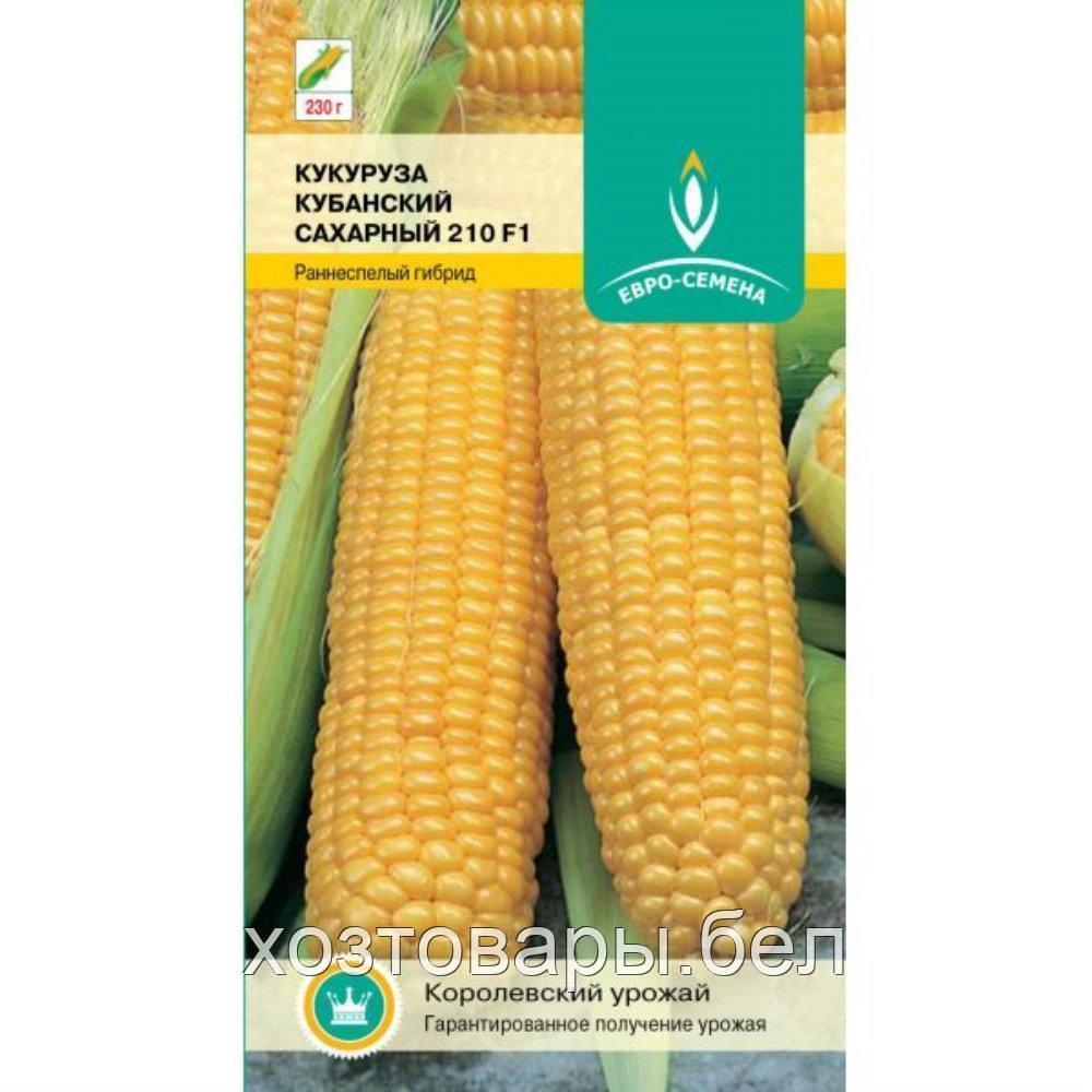 Кукуруза Кубанский Сахарный 210 5г Ранн (Евро-сем) - фото 1 - id-p221662545