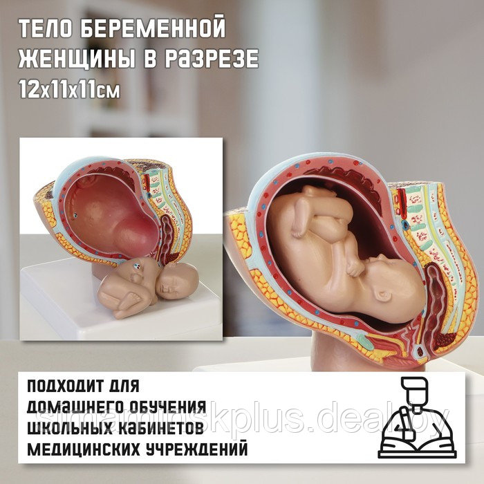Макет "Тело беременной женщины в разрезе" 12*11*11см - фото 1 - id-p221669909