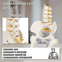 Макет "Поясничный отдел позвоночника, тазобедренный сустав" 23*12*12см