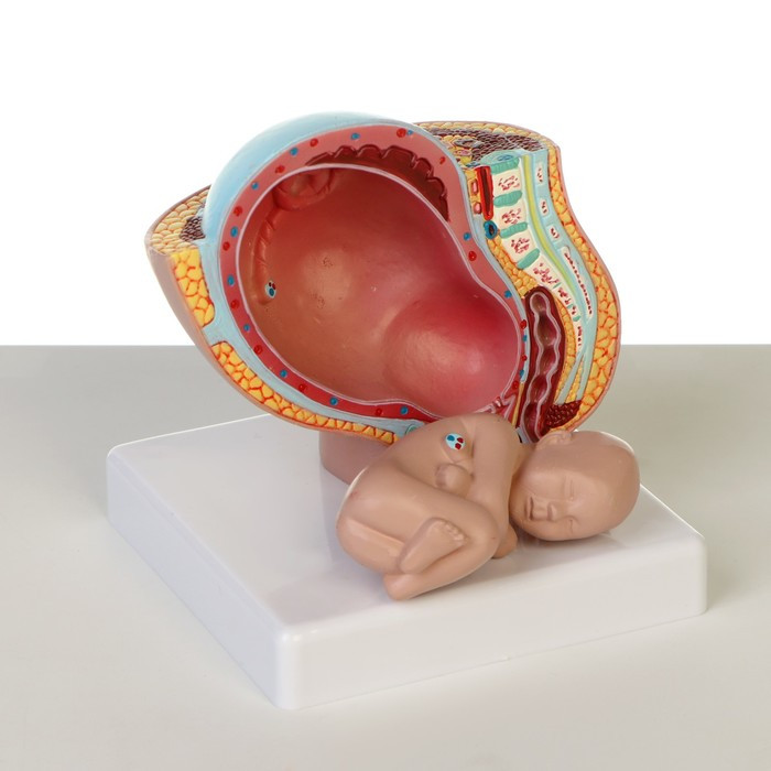 Макет "Тело беременной женщины в разрезе" 12*11*11см - фото 4 - id-p221669251