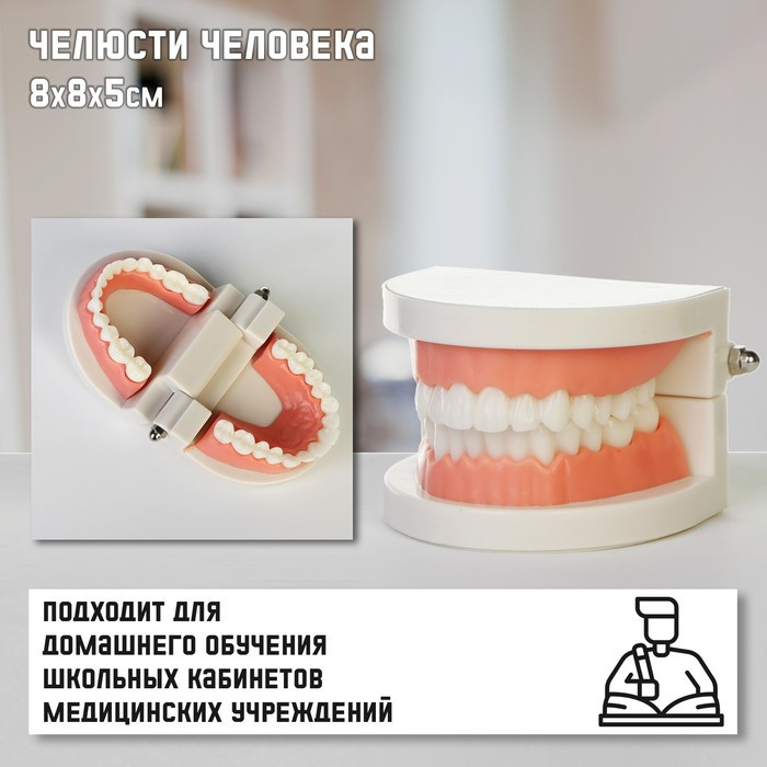 Макет "Челюсти человека" 8*8*5см - фото 1 - id-p221676764