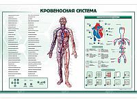 Интерактивный светодинамический стенд "Кровеносная система"