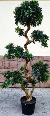 Искусственное растение ForGarden Дерево Pittisporum Bonsai / FGN BF01700 - фото 1 - id-p221750259