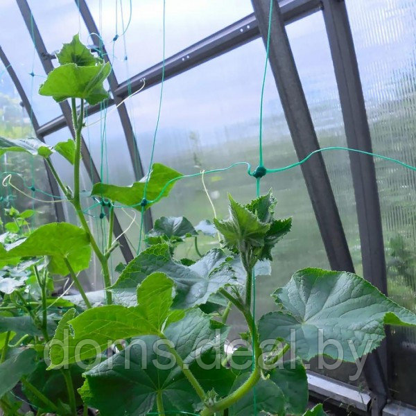 Сетка шпалерная для вьющихся растений 1,7х500м, цвет темно-зеленый, ячейка 150*130мм ХозАгро 23217-01 - фото 2 - id-p221963755