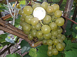 Виноград Лиепаяс дзинтарс, фото 2