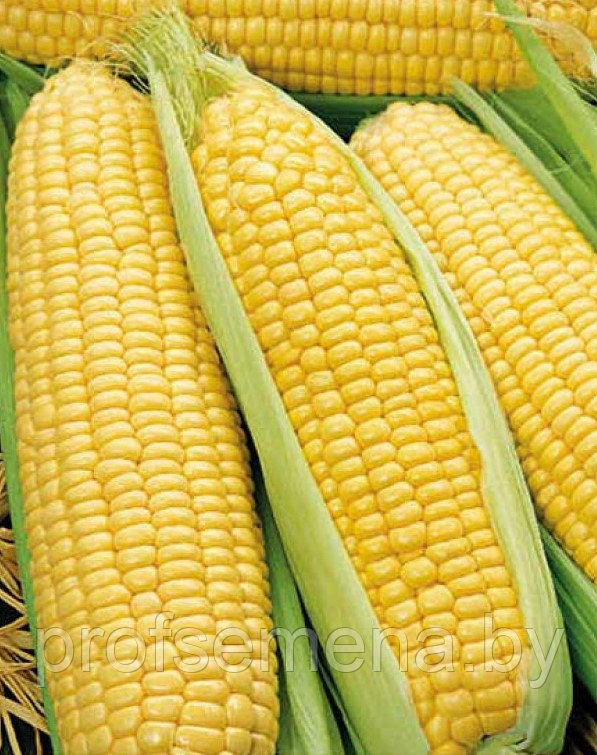 Кукуруза Золотой бантам сахарная, семена , 4гр., (мссо) - фото 1 - id-p222151580
