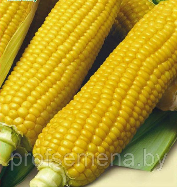 Кукуруза Хиглов 52 сахарная, семена , 3гр., (мссо)