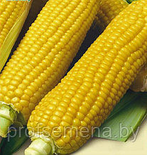 Кукуруза Хиглов 52 сахарная, семена , 3гр., (мссо)